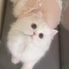 安妮
