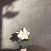 雪花飘