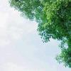 小霞