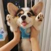 瑰丽人生