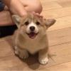 人生如歌
