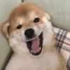 自由的鸟儿