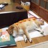 虹彩人生