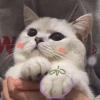 心有所属