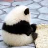 真情的感动