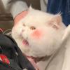 闪耀之星