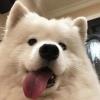 自由无羁