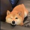 快乐之花