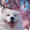 快乐的旅途